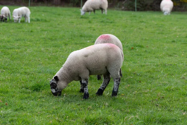 Bir Grup Tarım Koyunu Çayırda Otluyor — Stok fotoğraf