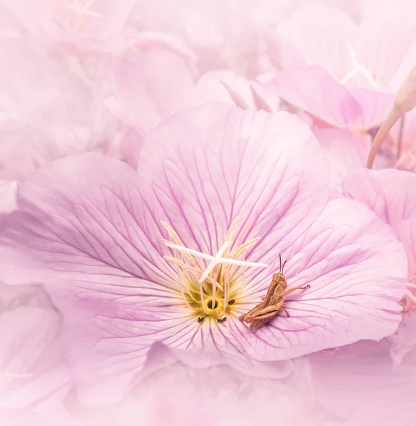 一只小蚱蜢停在粉色花朵花瓣上的特写镜头 — 图库照片