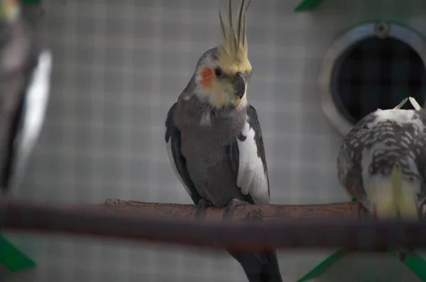 Selective Focus Shot Cockatiels Nymphicus Hollandicus Perched Branch — Fotografia de Stock