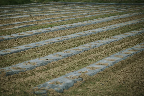 Selective Focus Shot Agricultural Field — Stock Photo, Image