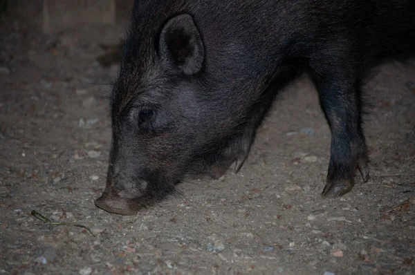 Selective Focus Shot Sus Scrofa Wild Boar — Stok fotoğraf