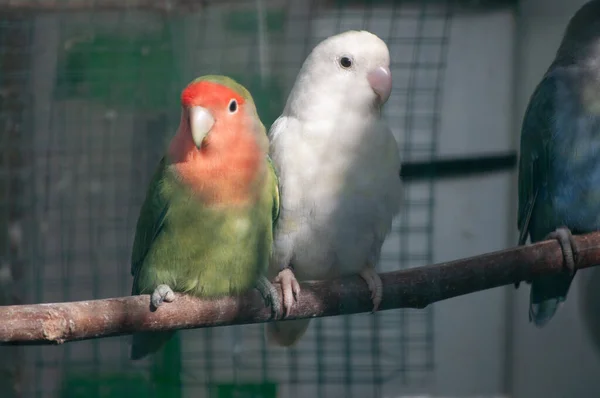 Selective Focus Shot Rosy Faced Lovebirds Agapornis Roseicollis Perched Branch — Zdjęcie stockowe