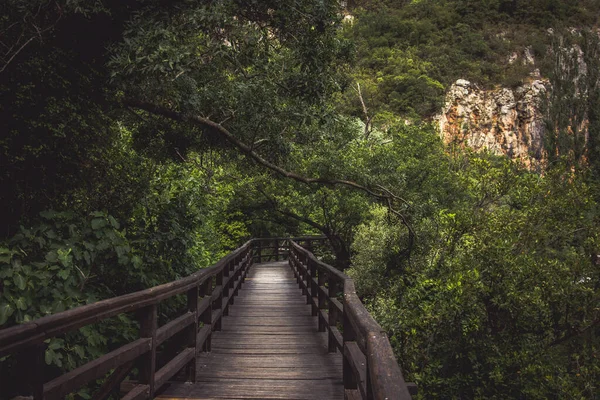 Primer Plano Una Escalera Madera Bosque Lluvioso — Foto de Stock