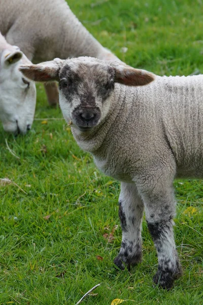 Eine Vertikale Nahaufnahme Eines Babyschafes Auf Einer Wiese — Stockfoto