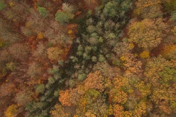 Plan Aérien Beaux Arbres Automne Colorés Dans Forêt — Photo