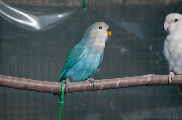 Selective Focus Shot Rosy Faced Lovebirds Agapornis Roseicollis Perched Branch — Fotografia de Stock