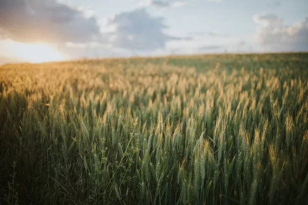 Wheat Field Sunny Cloudy Day — Stockfoto