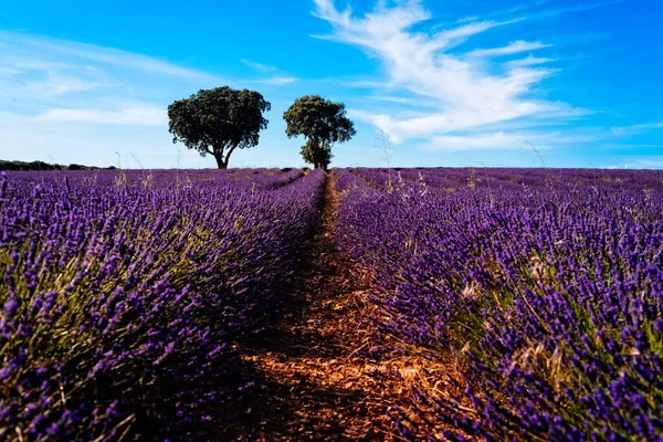 Purple Lavender Fields Sommar Solnedgång Landskap Brihuega Guadalajara — Stockfoto