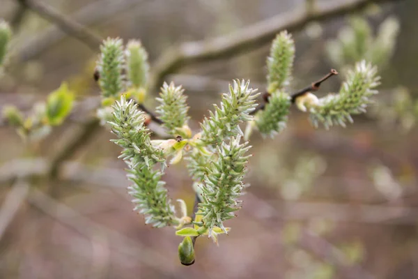 Selective Focus Shot Blooming Willow Branch — Stock Photo, Image
