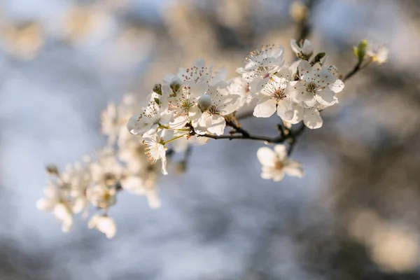 White Blossomed Cherry Branch Spring — Zdjęcie stockowe