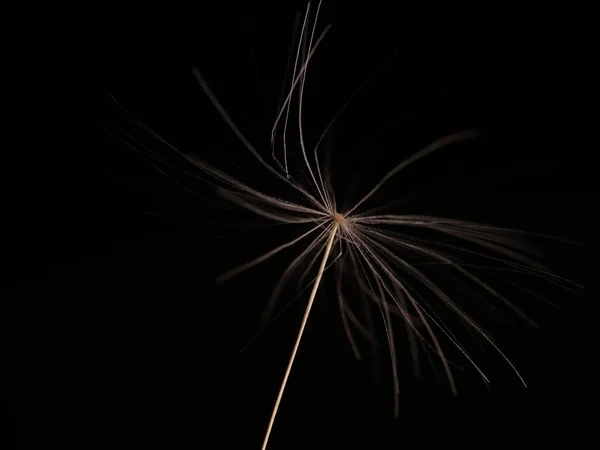 Closeup Fully Blown Dandelion Pitch Black Background — Stok fotoğraf