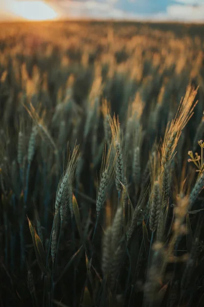 Vertical Shot Wheat Field Sunny Day — Stockfoto