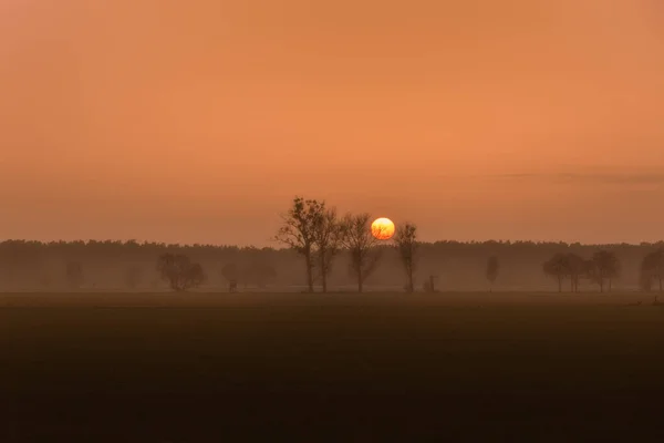 Krásný Výhled Pole Stromy Při Malebném Západu Slunce — Stock fotografie