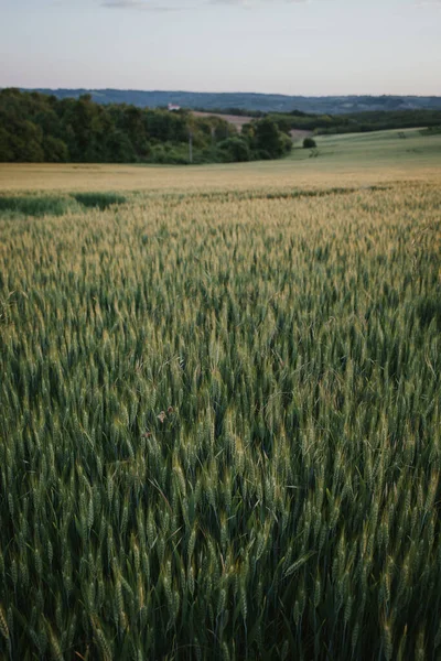 Vertikal Bild Ett Vetefält — Stockfoto