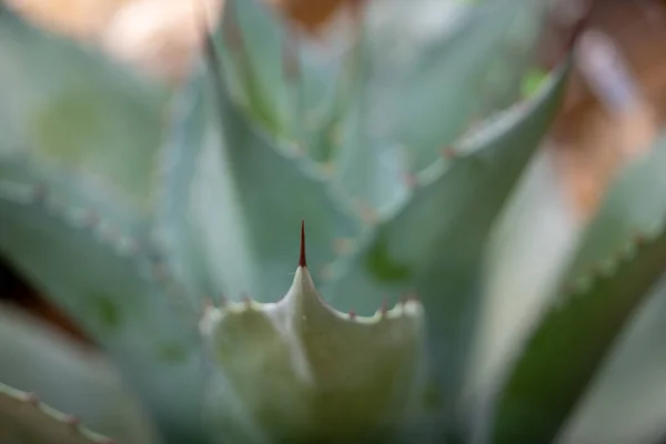 Gros Plan Une Pointe Aiguë Sur Une Plante Succulente — Photo