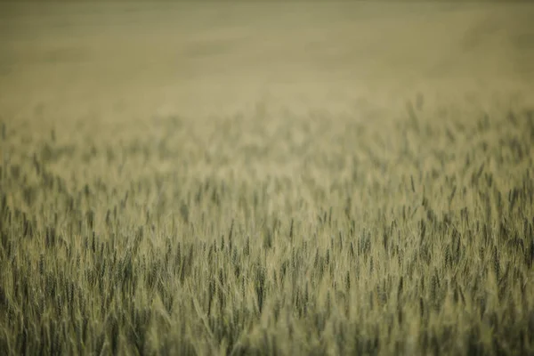 Ein Selektiver Fokusschuss Von Getreide Auf Einem Feld — Stockfoto