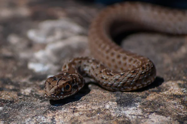 Selective Focus Shot Malpolon Monspessulanus Montpellier Snake — Stock Fotó