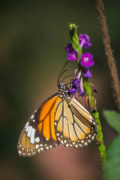 Colpo Verticale Farfalla Monarca Fiore Aconito — Foto Stock