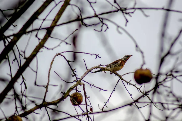 Gros Plan Petit Oiseau Assis Sur Brindille Arbre — Photo