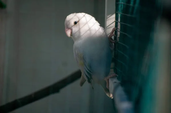 Selective Focus Shot Rosy Faced Lovebird Agapornis Roseicollis Perched Branch — Stock Fotó