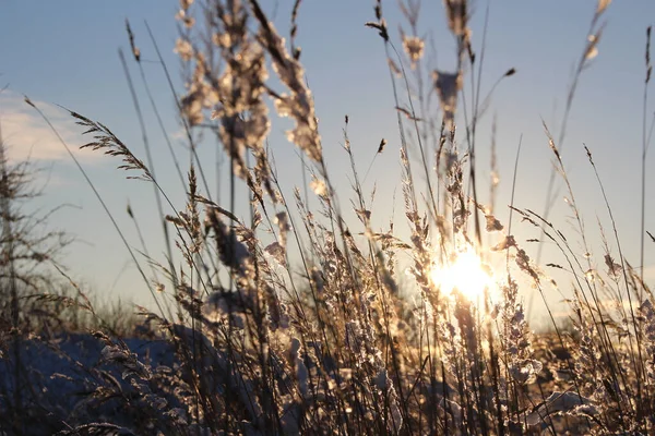 Gros Plan Épis Blé Fleurs Lumière Soleil — Photo