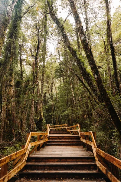 森の中の古い木の階段 — ストック写真