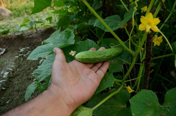 Closeup Shot Person Holding Growing Cucumber Garden — Stock fotografie