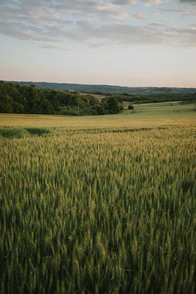 Vertical Shot Wheat Field Cloudy Day — ストック写真
