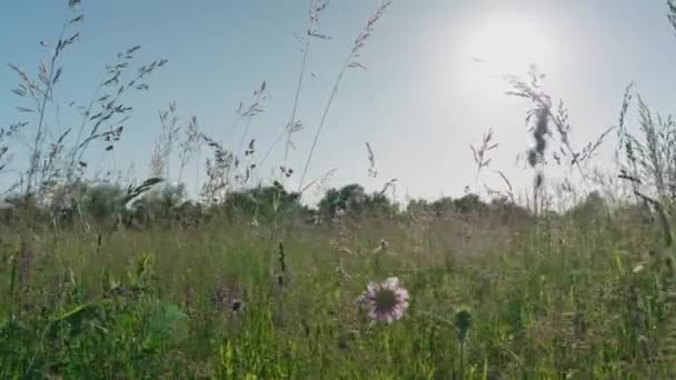 Vacker Utsikt Över Naturen — Stockvideo