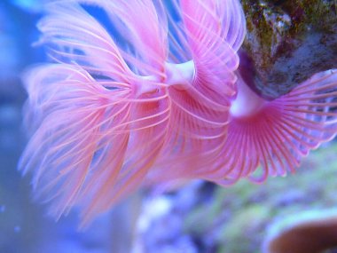 A beautiful pink feather duster worm under the ocean clipart