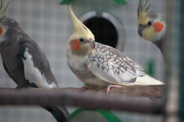 A selective focus shot of cockatiels (Nymphicus hollandicus) perched on a branch clipart