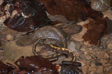A selective focus shot of a Pyrenean brook salamander/Pyrenean newt/Calotriton asper clipart