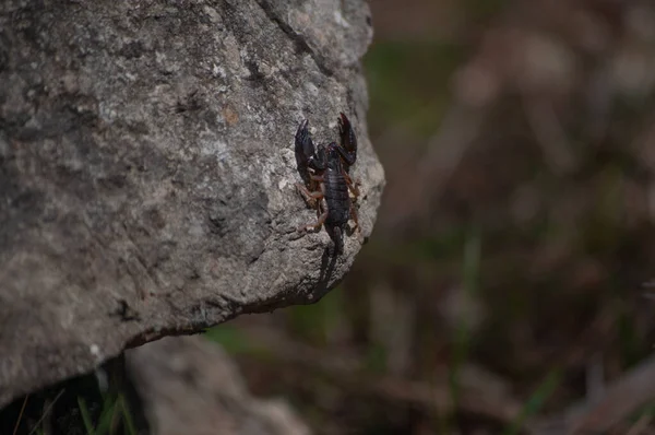 Selective Focus Shot Euscorpius Flavicaudis European Yellow Tailed Scorpion — 图库照片