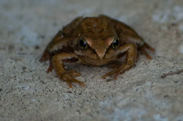 Selective Focus Shot European Common Frog Rana Temporaria — Stockfoto