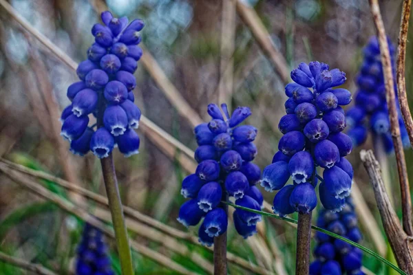 Eine Nahaufnahme Von Schönen Blauen Muscari Armeniacum Blumen — Stockfoto