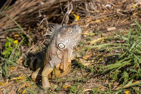 自然の生息地でイグアナ — ストック写真