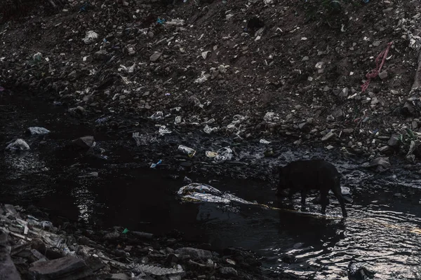 High Angle Shot Black Pig Walking River Forest — Stock Photo, Image
