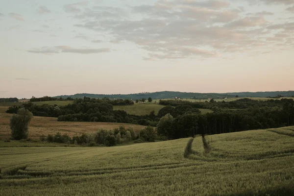 Cereal Grain Field Cloudy Day — Fotografia de Stock