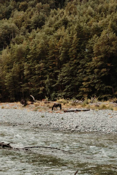 Häst Betar Bredvid Flod Nahuel Huapi Nationalpark — Stockfoto