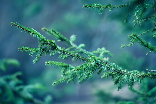 Selective Focus Shot Spruce Tree Forest — Stock Photo, Image