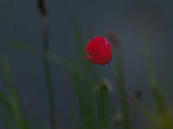 Close Uma Tulipa Vermelha Crescida Campo — Fotografia de Stock