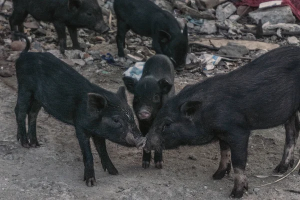 High Angle Shot Herd Black Pigs Standing Mud Farm — Stok fotoğraf