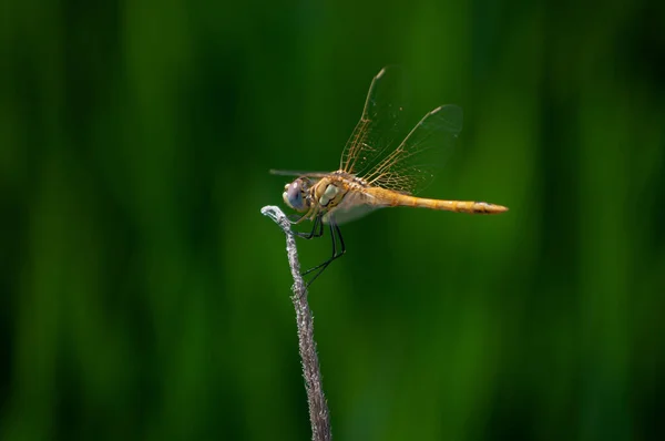 Selective Focus Shot Dragonfly Plant — Stock Photo, Image