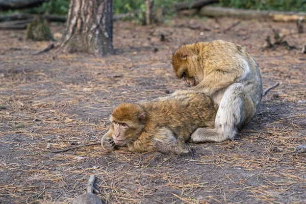 Два Примати Парку — стокове фото