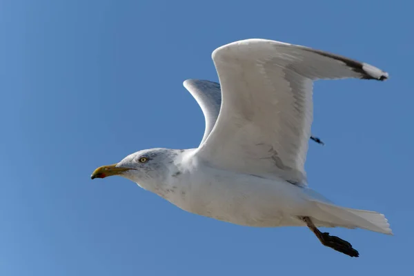 Oiseau Mer Volant Dans Ciel — Photo