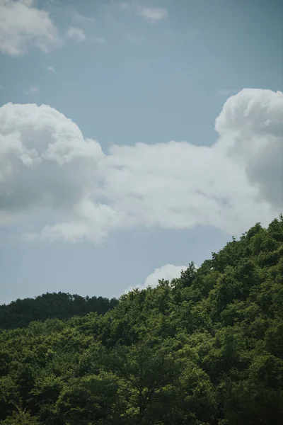 Vertical Shot Trees Hill Cloudy Day — Stockfoto