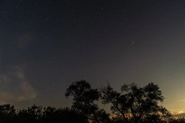 Una Silhouette Alberi Sotto Cielo Stellato — Foto Stock