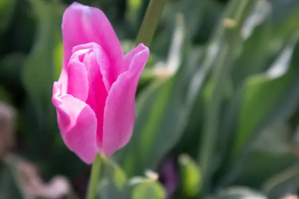 Eine Selektive Fokusaufnahme Einer Rosa Tulpenblüte Die Von Grünen Blättern — Stockfoto