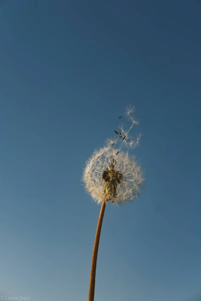 Вертикальный Снимок Семян Одуванчиков Развевающихся Ветром Синему Небу — стоковое фото