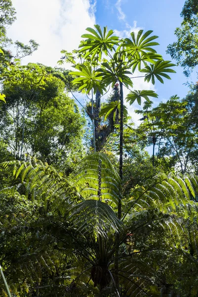 Cloud Forest Northern Guatemala Alta Verapaz Forest Conservation Fights Climate — Stockfoto